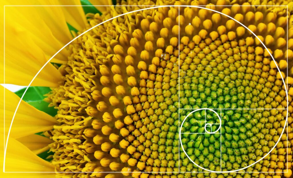 Fibonacci pattern spiral arrangement in nature - sunflower